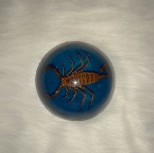 Scorpion in Lucite